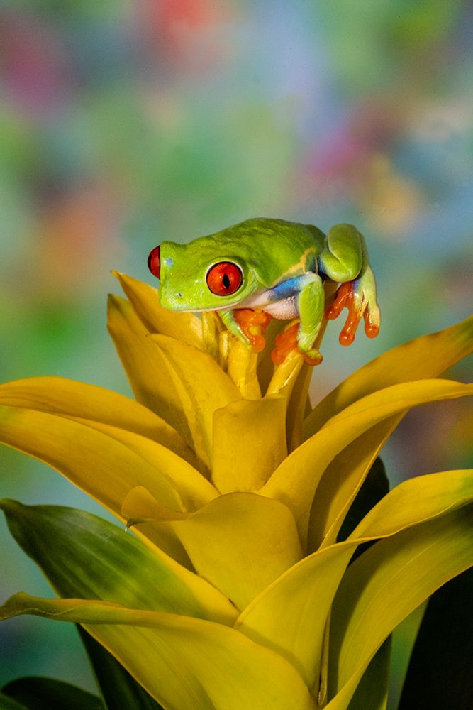 Red-eyed tree frog resting on yellow bromeliad flower plant